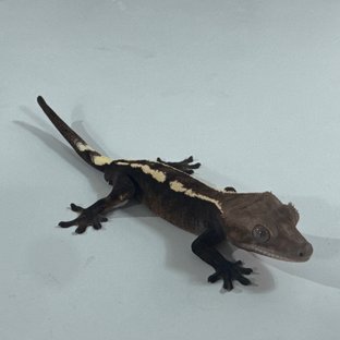 반려동물 이미지