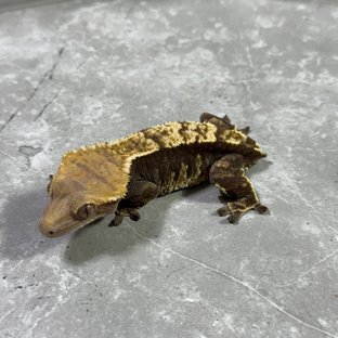 익스트림할리퀸