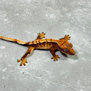 트라이 익스트림할리퀸