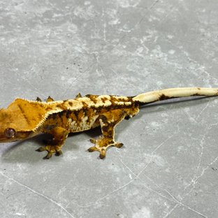 트라이 익스트림할리퀸