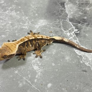 트라이 익스트림할리퀸