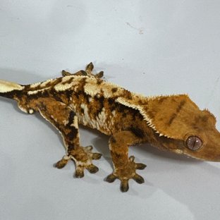 트라이 익스트림할리퀸 화이트스팟