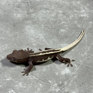 릴잔틱
