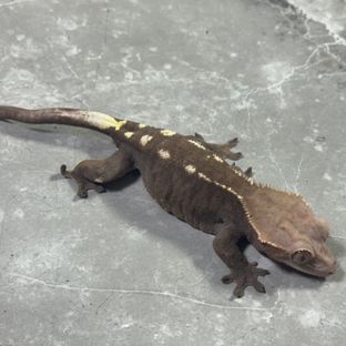 카푸치노