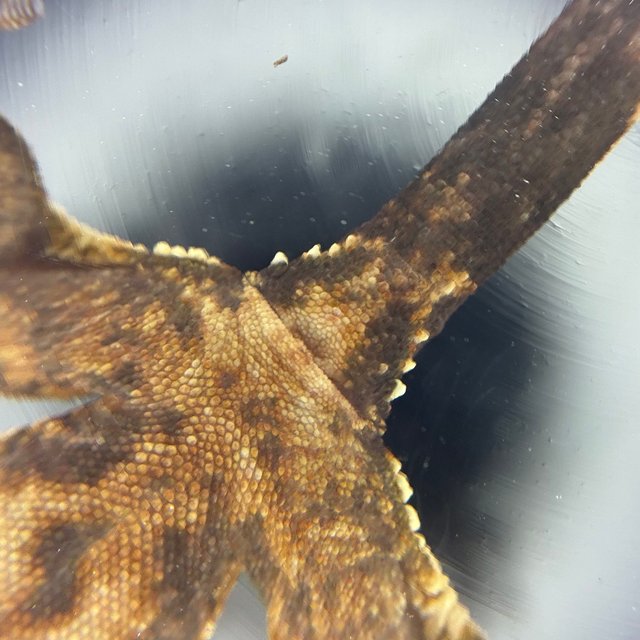 트라이 익스트림할리퀸