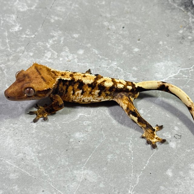 트라이 익스트림할리퀸