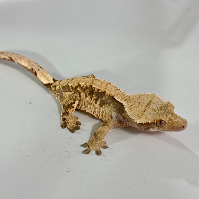 익스트림할리퀸