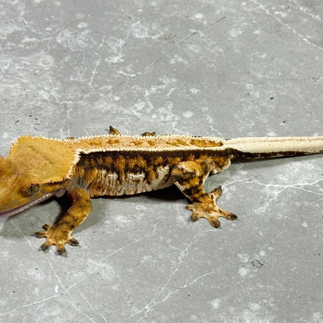 바브 트라이 익스트림할리퀸