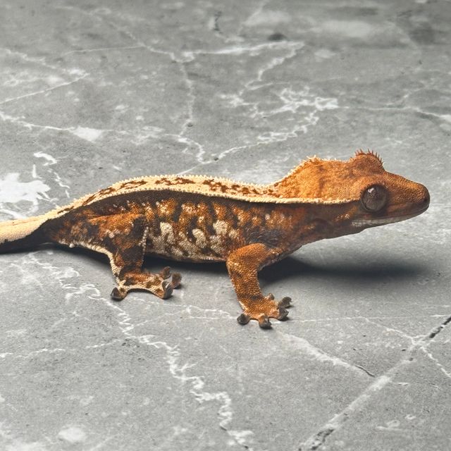 바브 트라이 익스트림할리퀸