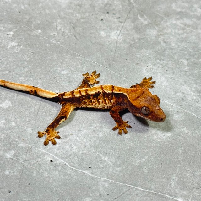 트라이 익스트림할리퀸