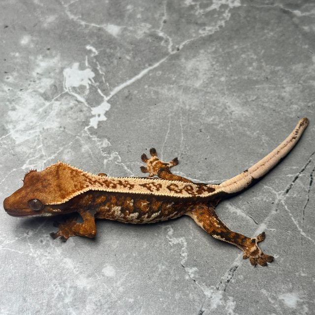 바브 트라이 익스트림할리퀸