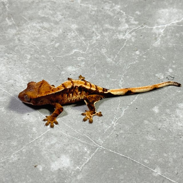 트라이 익스트림할리퀸