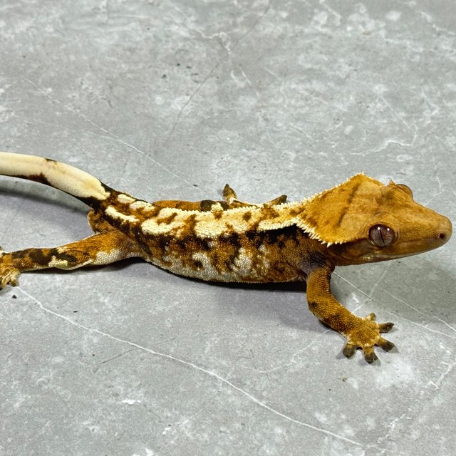 트라이 익스트림할리퀸