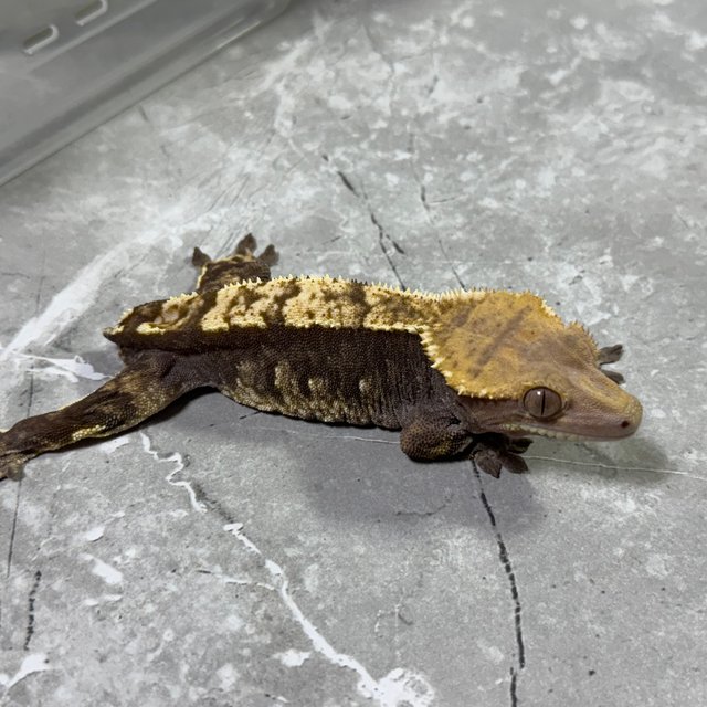 익스트림할리퀸