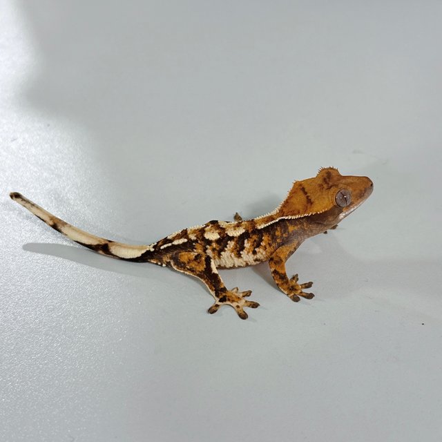 트라이 익스트림할리퀸 화이트핀