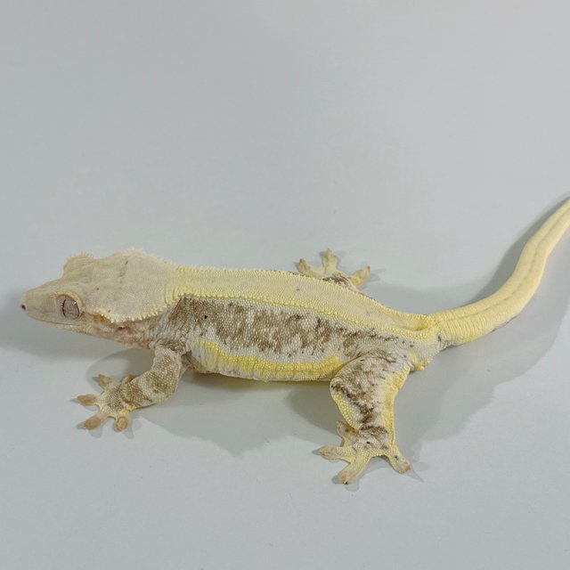 크림 릴리화이트