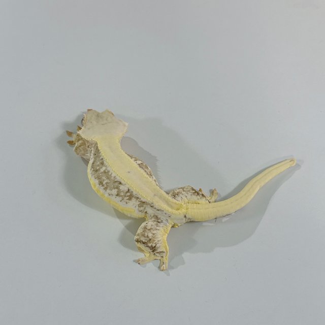 크림 릴리화이트