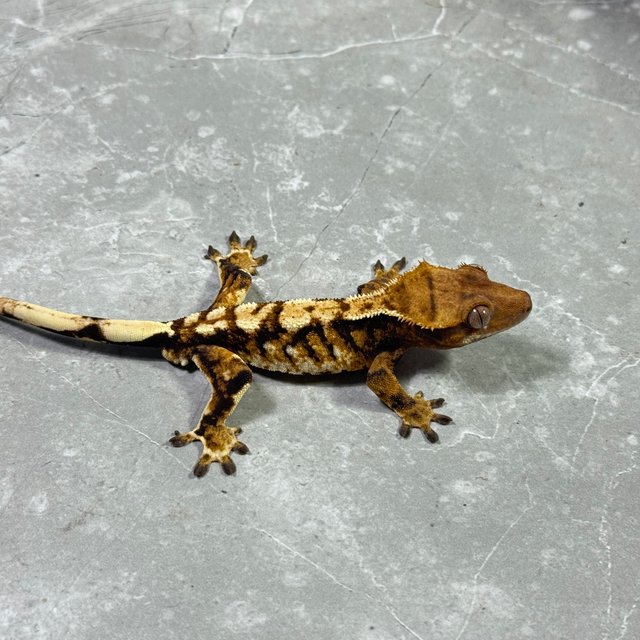 트라이 익스트림할리퀸