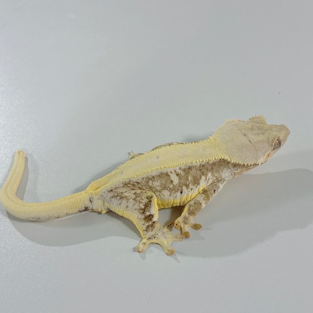 크림 릴리화이트