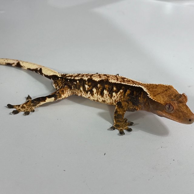 트라이 익스트림할리퀸 화이트핀 화이트크라운