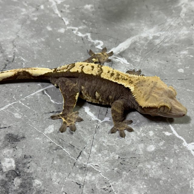 익스트림할리퀸