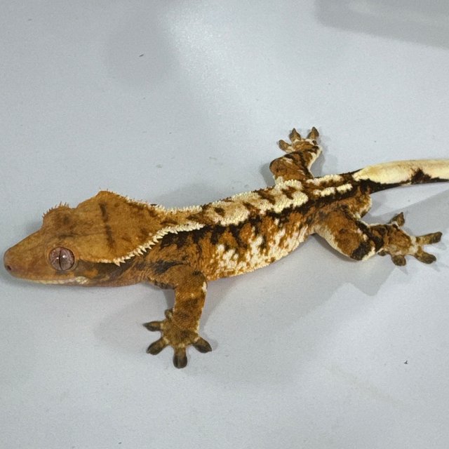 트라이 익스트림할리퀸 화이트스팟