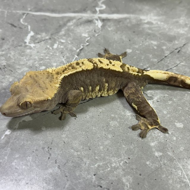 익스트림할리퀸