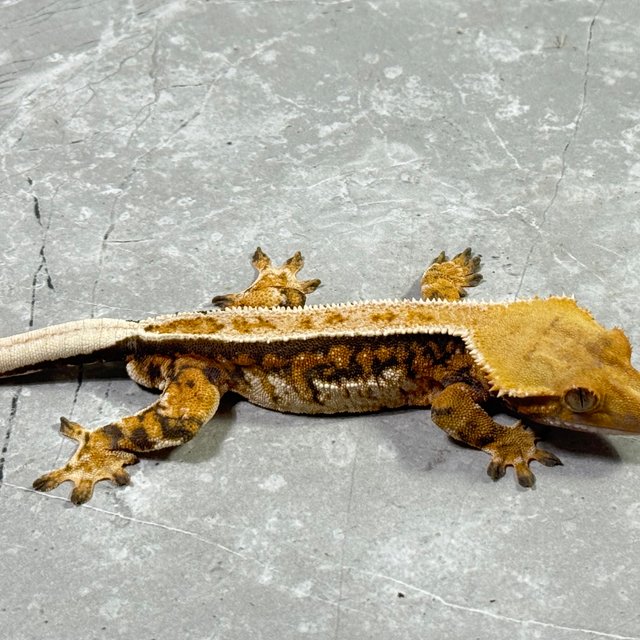 바브 트라이 익스트림할리퀸