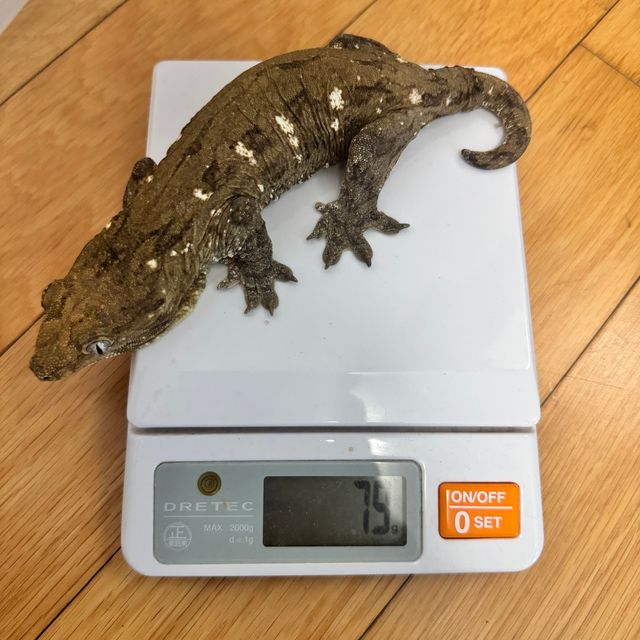야테 코기스