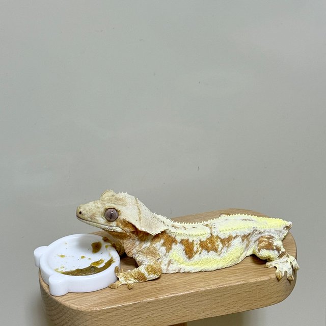 크림 릴리화이트 옐로우