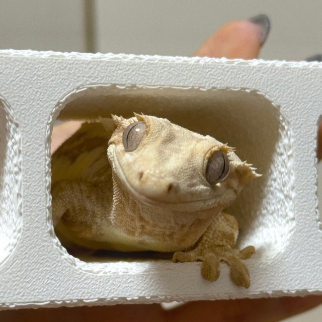 크림 릴리화이트 옐로우