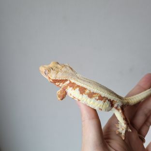 레드 릴리화이트 암성체