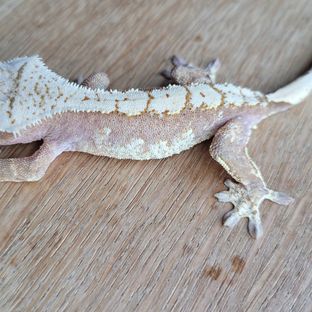 RBLZ220615-2