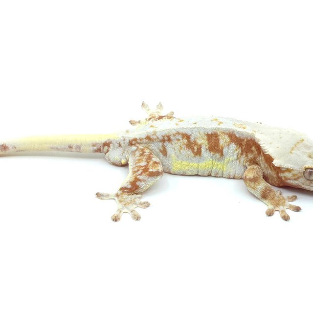 레드 화이트스팟 릴리화이트