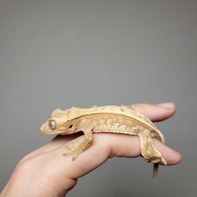 풀핀 레드 할리퀸