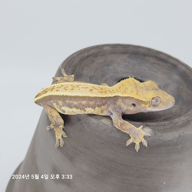 다크 할리퀸 쿼드