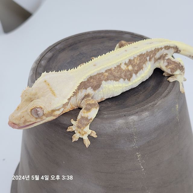 노던 릴리화이트