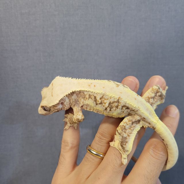릴리화이트 트라이