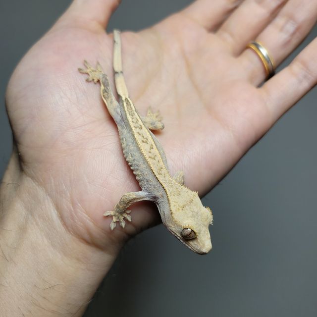 풀핀 할리퀸