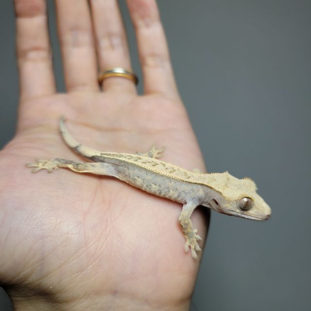 풀핀 할리퀸