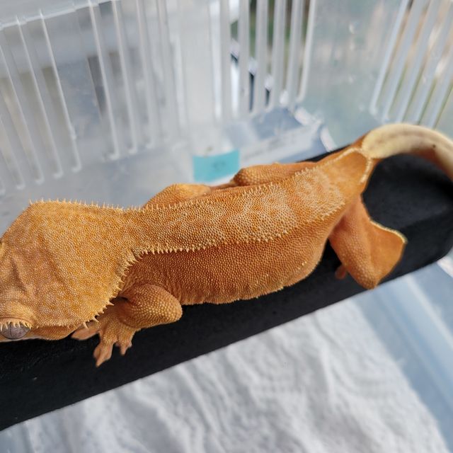바이 레드