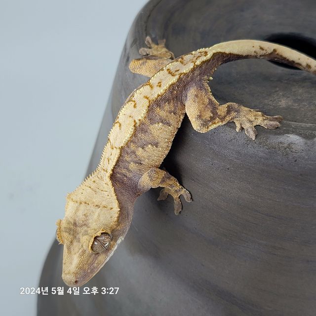 크림 익스트림할리퀸 다크 텐저린