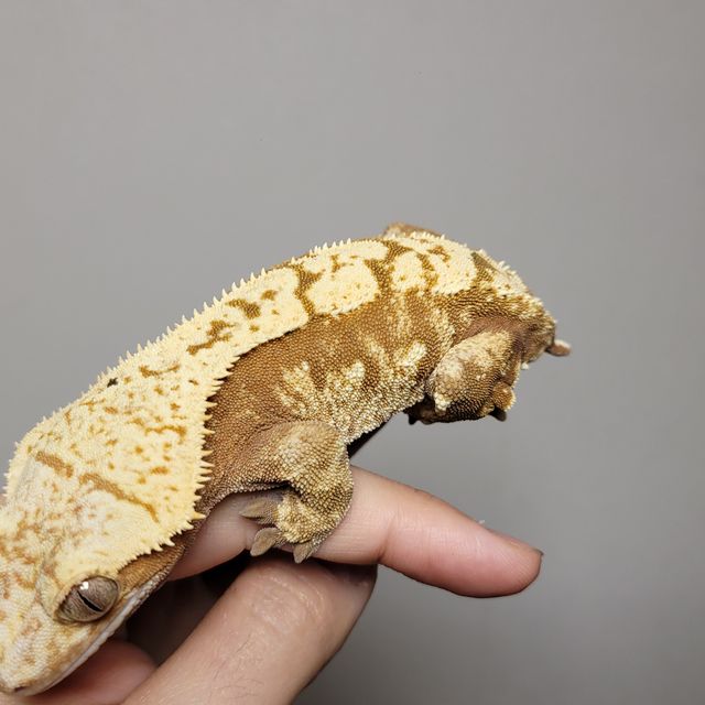노멀 익스트림할리퀸 레드