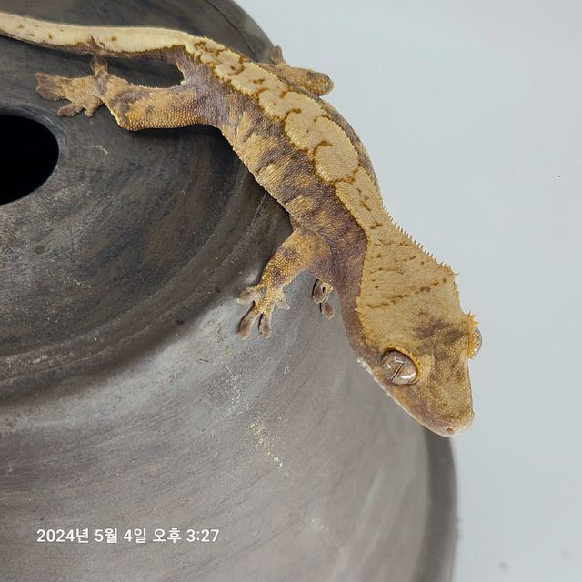크림 익스트림할리퀸 다크 텐저린