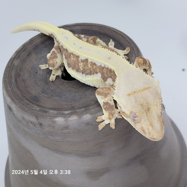 노던 릴리화이트