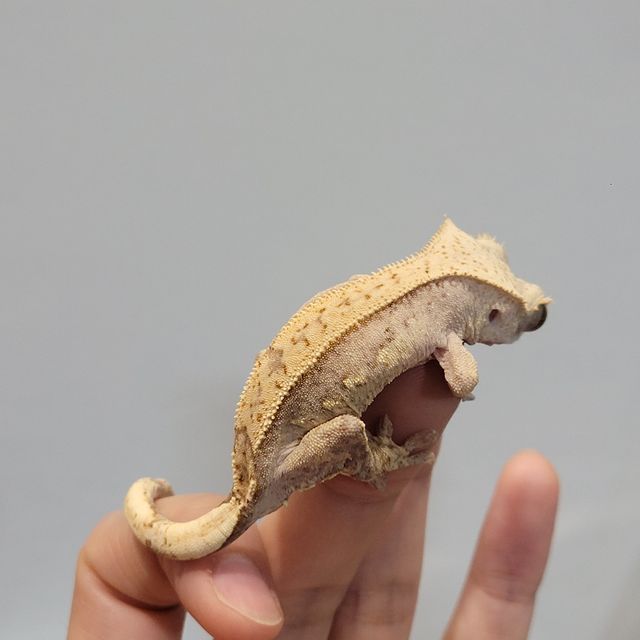 쿼드 핀스트라이프