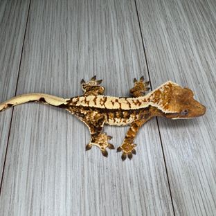 노멀 트라이