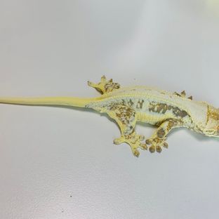 바닐라
