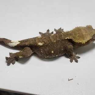 아잔틱