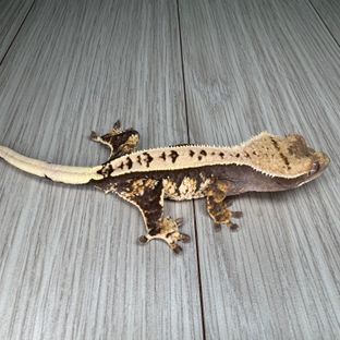 노멀